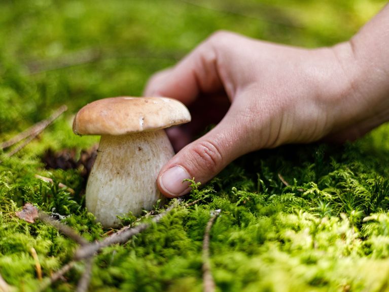 Pilze sind echte Alleskönner