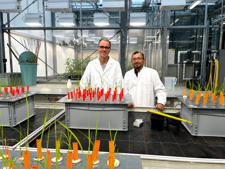 Michael Frei und Muhammad Shahedul Alam im Gewächshaus der Universität Gießen
