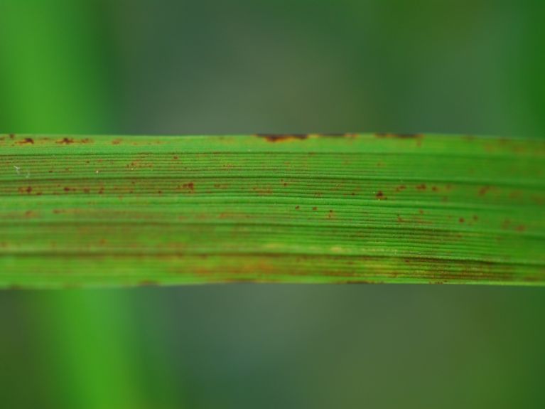 Die Auswirkungen von Ozon sind als bräunliche Stellen auf den Blättern mit bloßem Auge sichtbar.