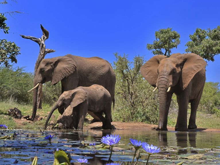 A German-African AI project is protecting elephants. A German-African AI project is protecting elephants.