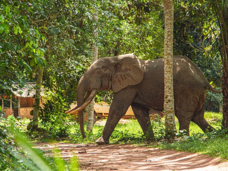 Algorithms help identify elephants. Algorithms help identify elephants.
