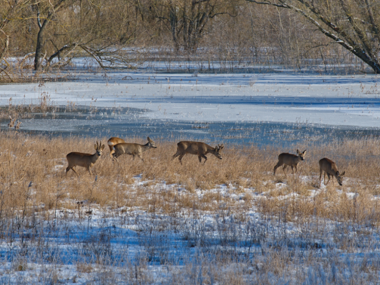Rehe im Winter