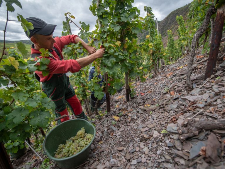 Ein Helfer erntet Rieslingtrauben an einem steilen Hang