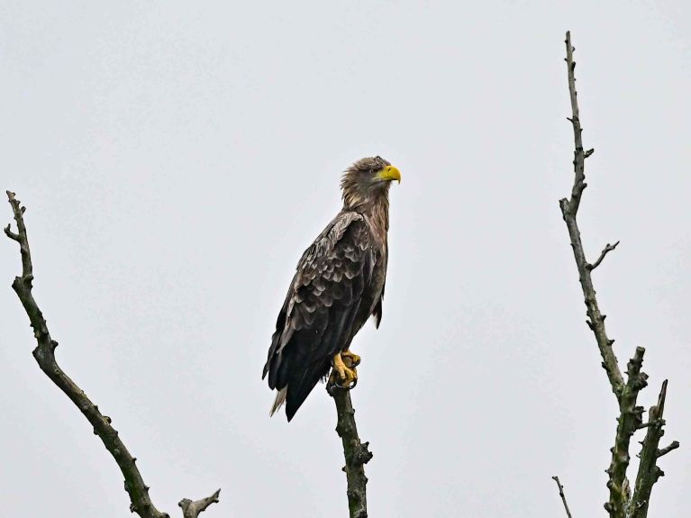 Der in Deutschland seltene Seeadler