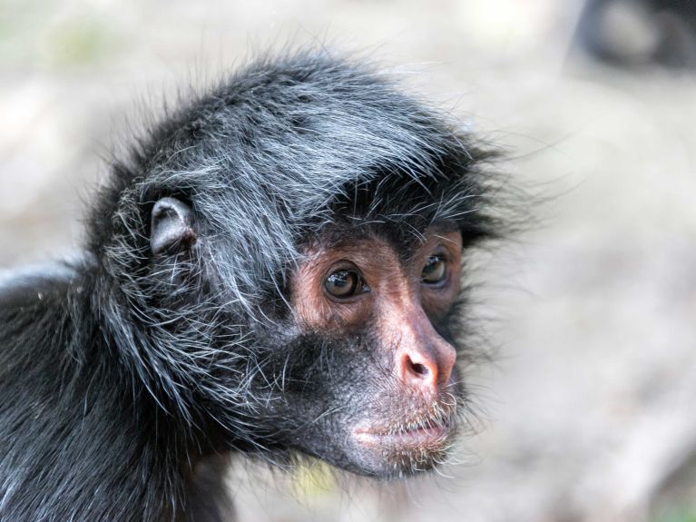 Monos araña, una de las 200 especies de mamíferos en el parque.