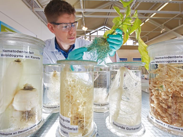 Protecting plants is one of the jobs of the chemicals industry. 