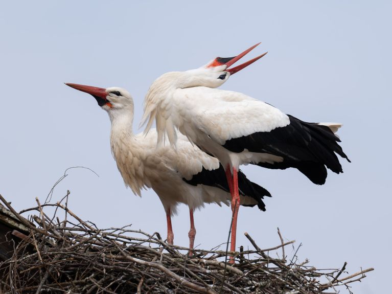 Zwei Störche im Nest 