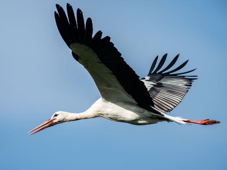 Weißstorch fliegt vor blauem Himmel 