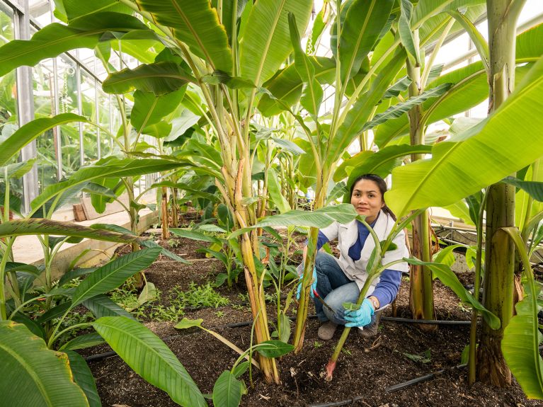 Student in a greenhouse at Hohenheim University