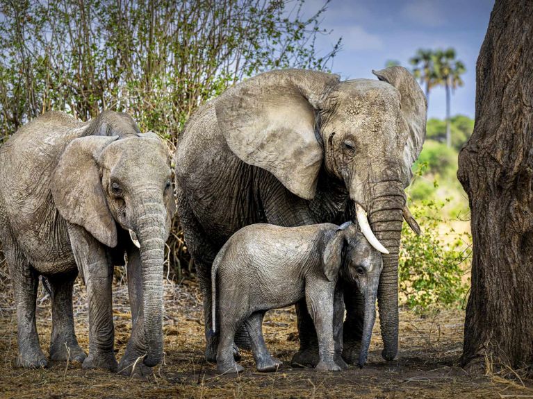 Another CITES success story: the preservation of elephants. 