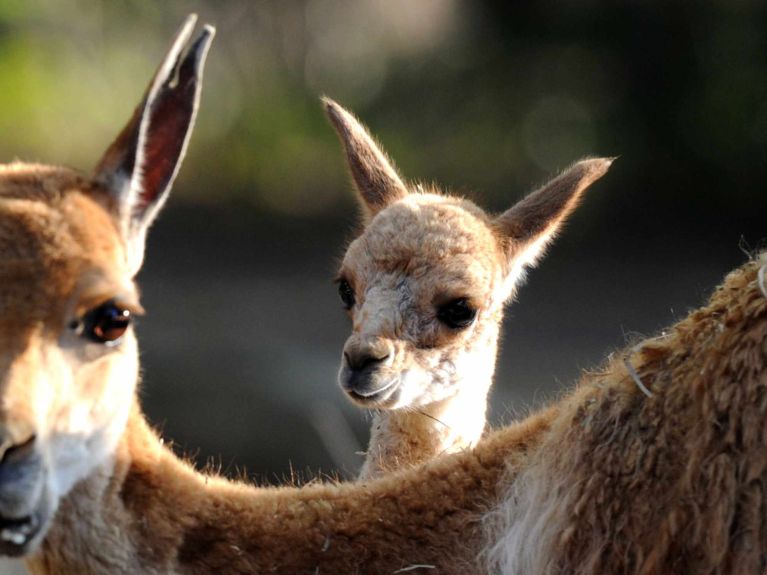 Salvadas gracias a CITES: Vicuñas en los Andes.