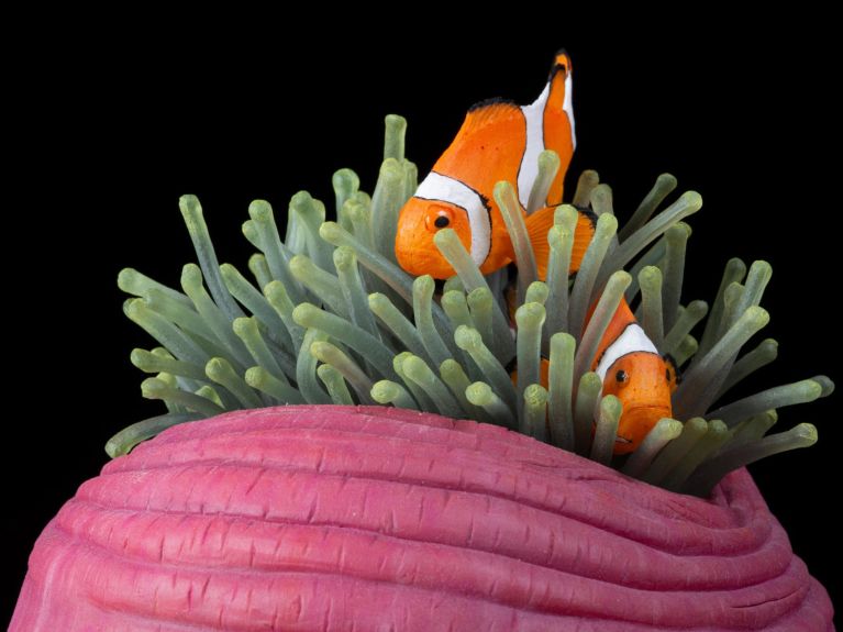 Modell mit Falschen Clownfischen im Senckenberg Museum Frankfurt 