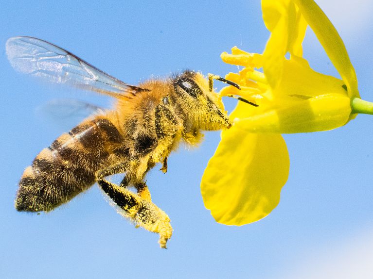 Es gibt etwa 550 Wildbienenarten in Deutschland.