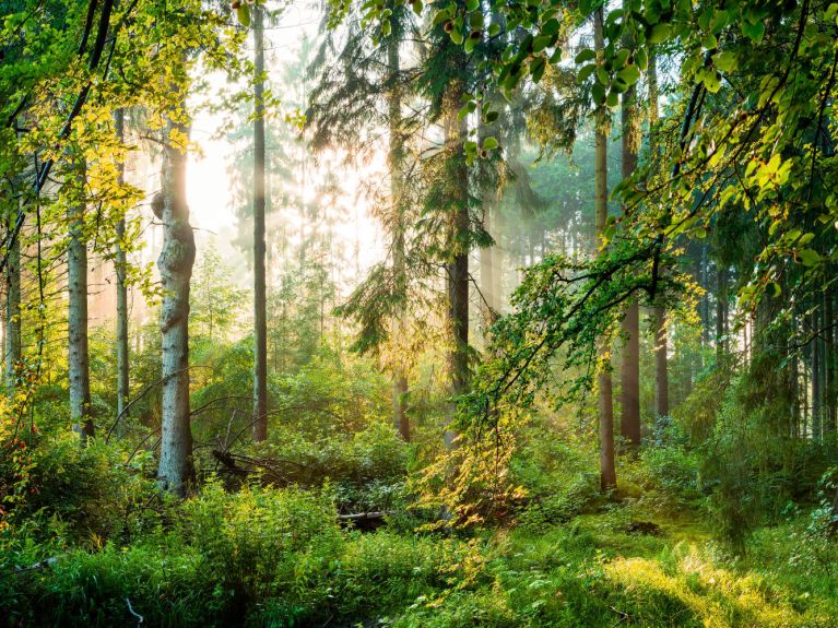 As florestas mistas quase naturais estão preparadas para as mudanças climáticas. 