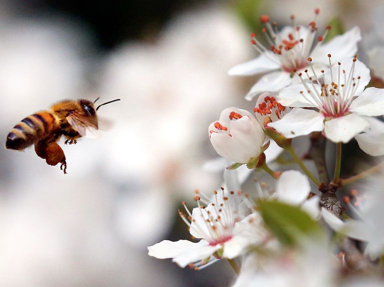蜜蜂为大量的植物授粉，从而为保护植物做出贡献。