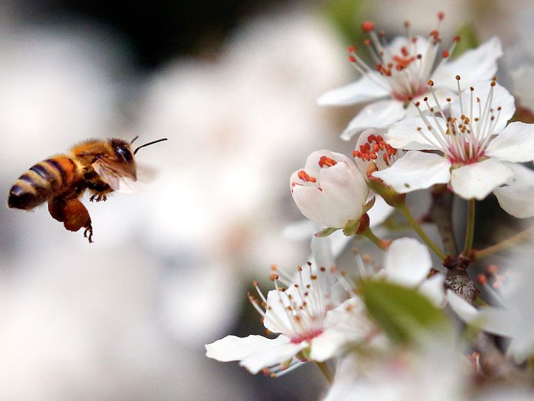 Bees pollinate many different plants and help sustain their development. Bees pollinate many different plants and help sustain their development.