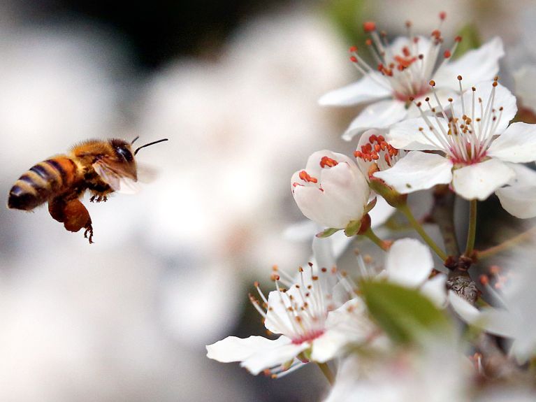 Bees pollinate many different plants and help sustain their development. 