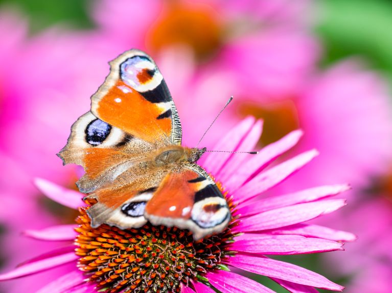  Etwa 70 Prozent aller Tierarten weltweit sind Insekten.