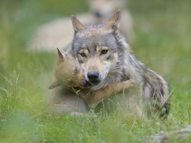 In the year 2000, a wolf pup was born in the wild in Germany for the first time in 150 years. In the year 2000, a wolf pup was born in the wild in Germany for the first time in 150 years.