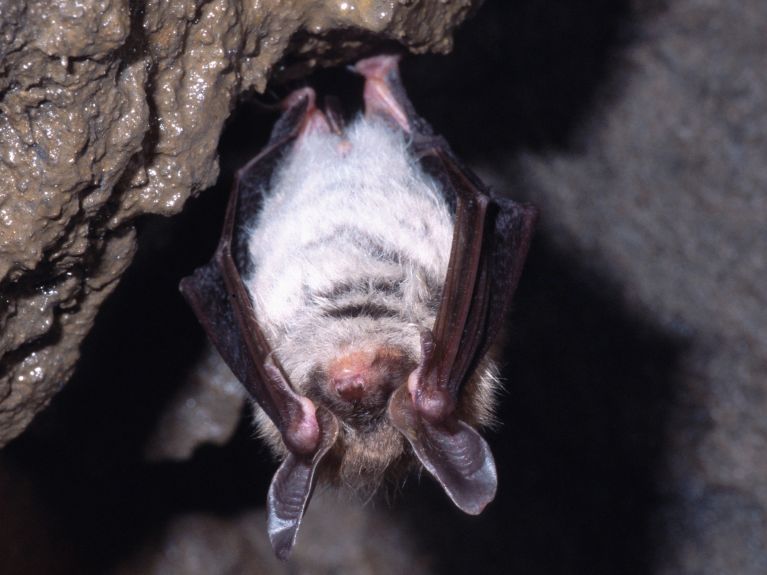 Bechstein-Fledermaus in einem Stollen in Nordrhein-Westfalen Bechstein-Fledermaus in einem Stollen in Nordrhein-Westfalen