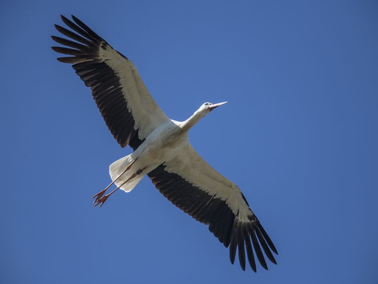 Storch im Flug über Hessen