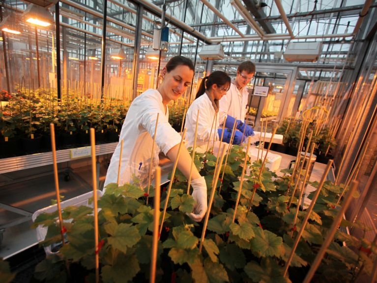 Mitarbeitende der Hochschule Geisenheim experimentieren mit Reben. Mitarbeitende der Hochschule Geisenheim experimentieren mit Reben.