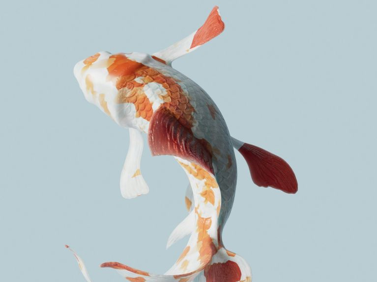 Ein weiß-orangefarbener Fisch.
