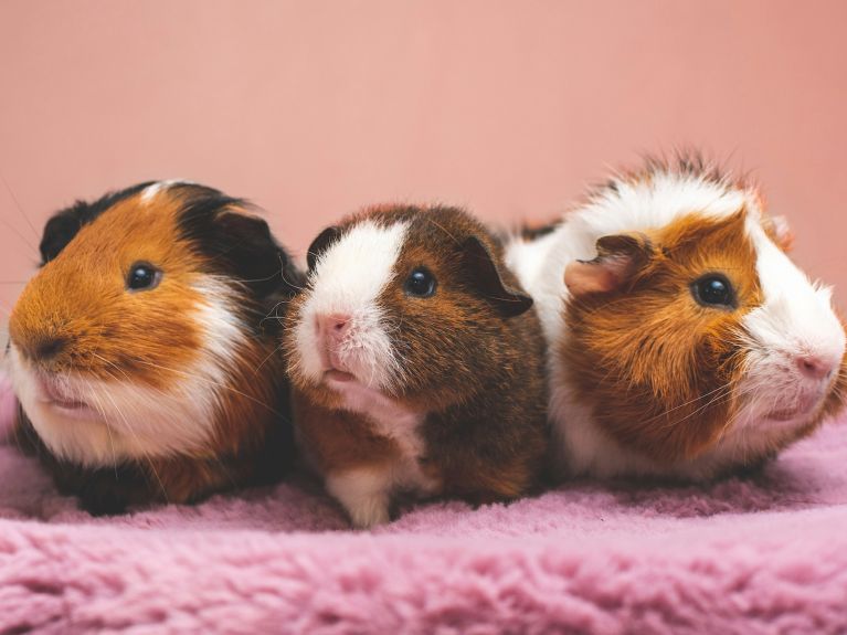 Drei Meerschweinchen.