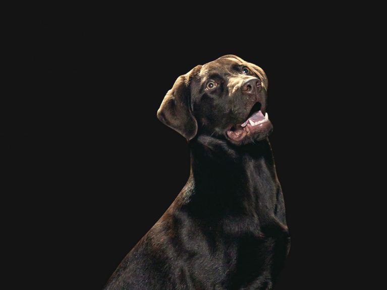 Ein schwarzer Hund.