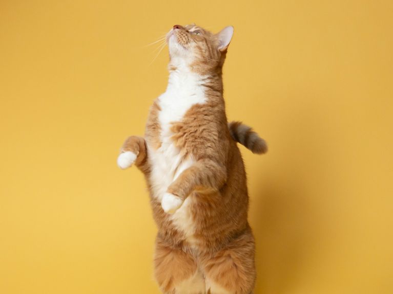 Eine stehende Katze.