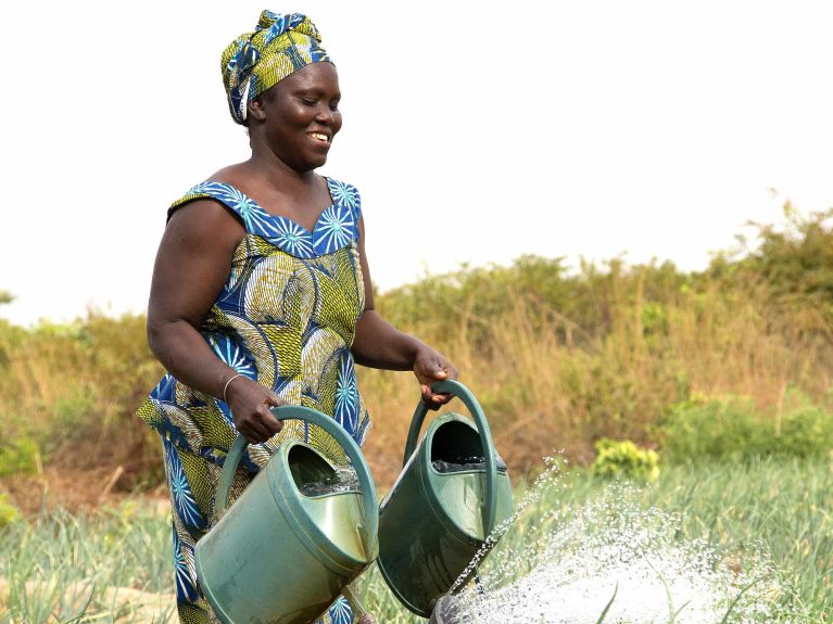 Os agricultores estão usando novas variedades de arroz adaptadas a estações chuvosas mais curtas.