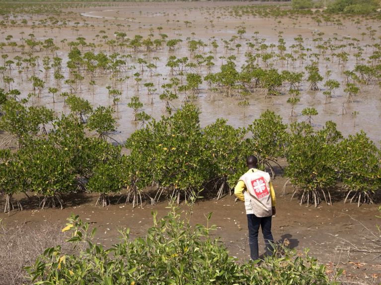 Mangrove forests protect the coasts from incoming waves. 