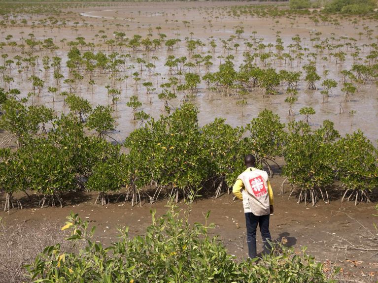 As florestas de mangue protegem as costas das ondas que se aproximam.