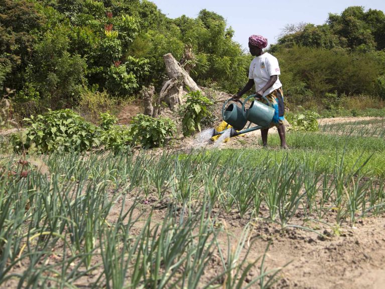 Grâce aux nouvelles méthodes agricoles, les rendements ont presque doublé.