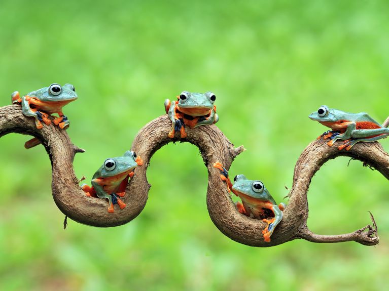 Biodiversity Biodiversity