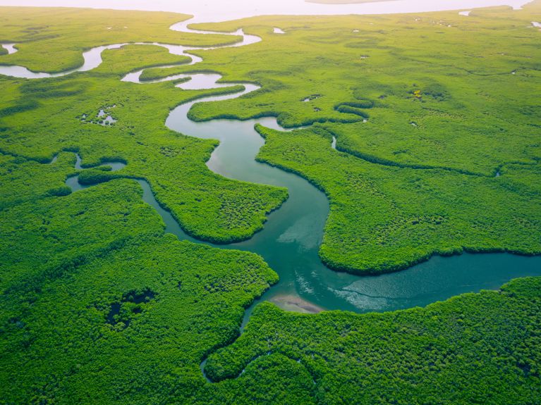 The species-rich mangroves are important for the preservation of fish stocks.