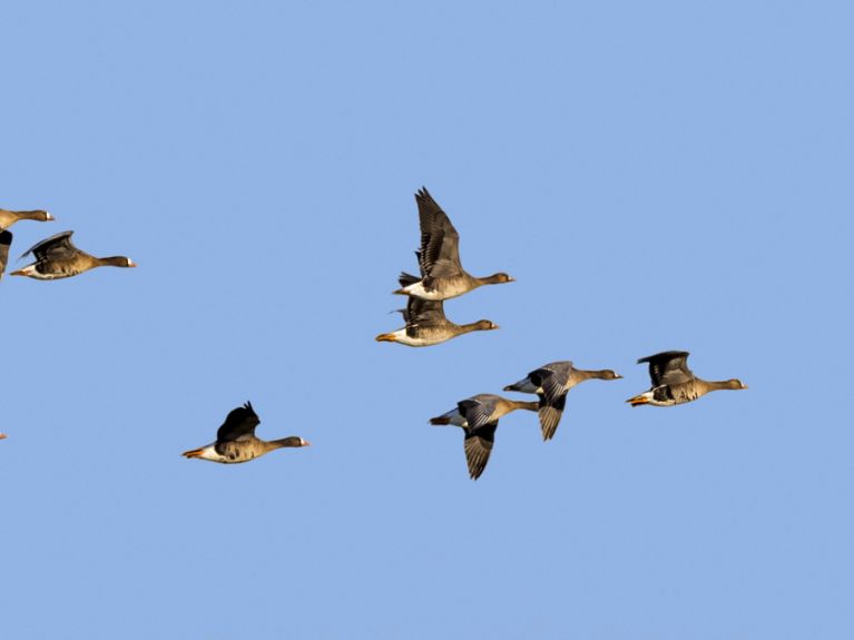  Migrating birds face many dangers during their journey.