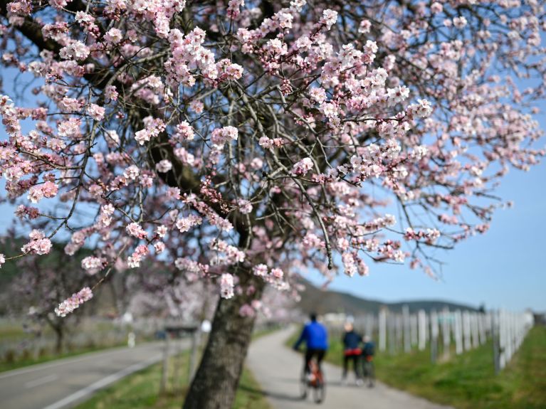 March: Almond blossom in the Palatinate