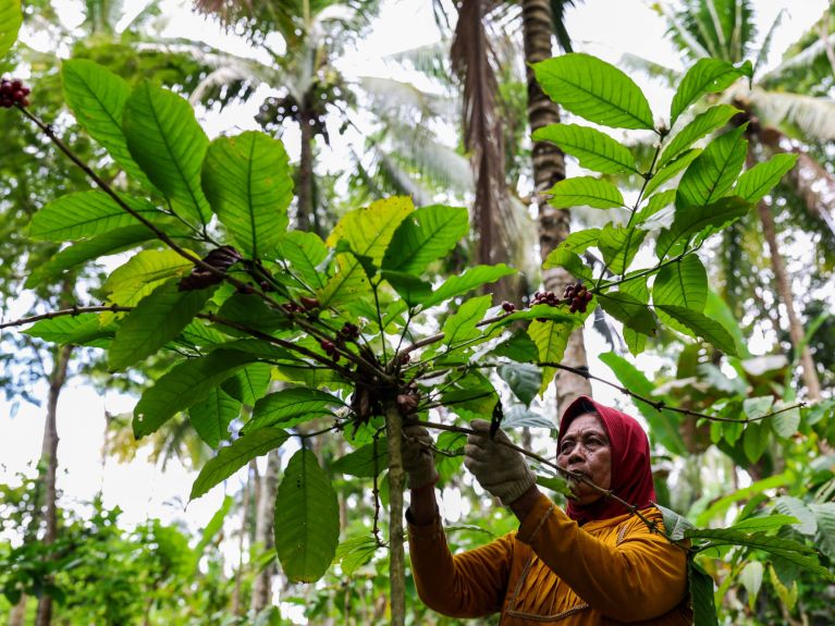 Gerenciamento sustentável para proteger as florestas no Sudeste Asiático. 