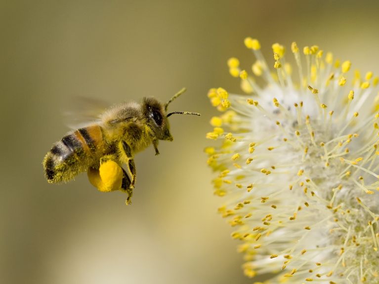 Mankind depends on them: honey bees.