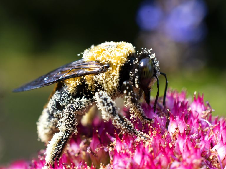 Füllige Version einer Wildbiene: Hummel beim Bestäuben.