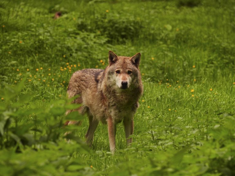 Wolf Wolf
