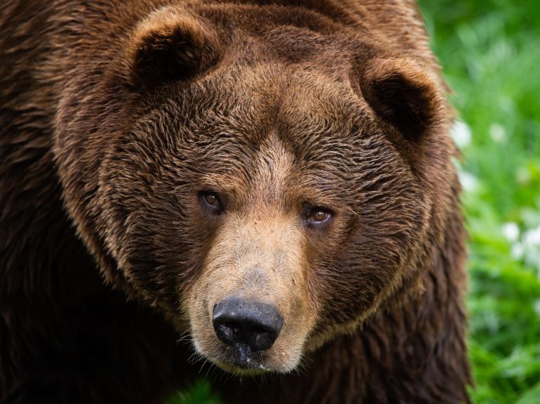Braunbär Braunbär