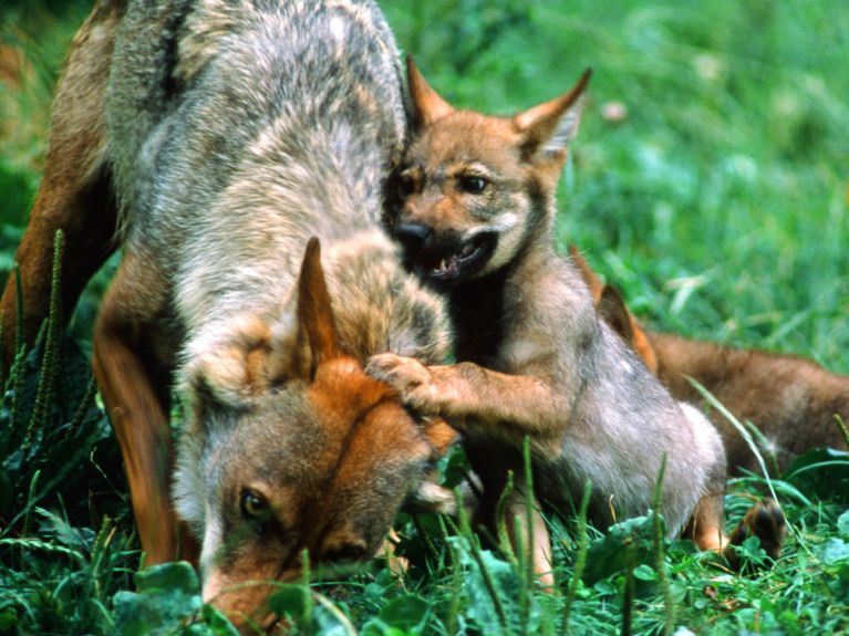 Wolf with pups in Bavaria