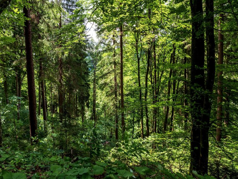 تؤدِّي الغاباتُ المختلطة أداءً جيدًا في معظم السيناريوهات المناخية من مشروع فيوتشر فورست.  