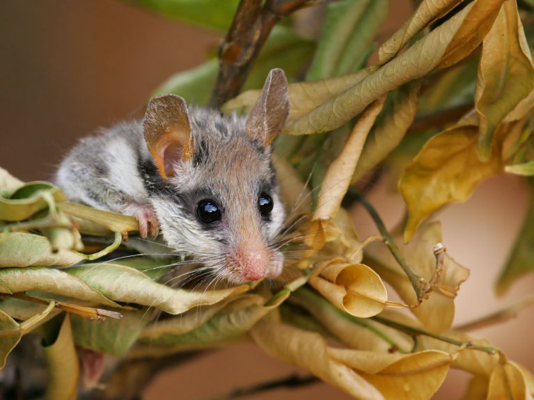 Urgently in need of protection: Garden dormouse