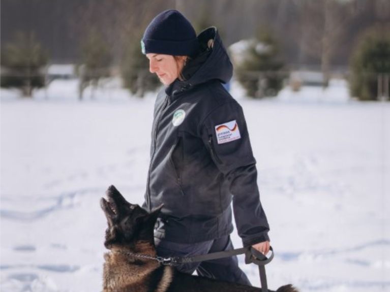 كلاب بوليسية مستخدمة في البحث عن الألغام