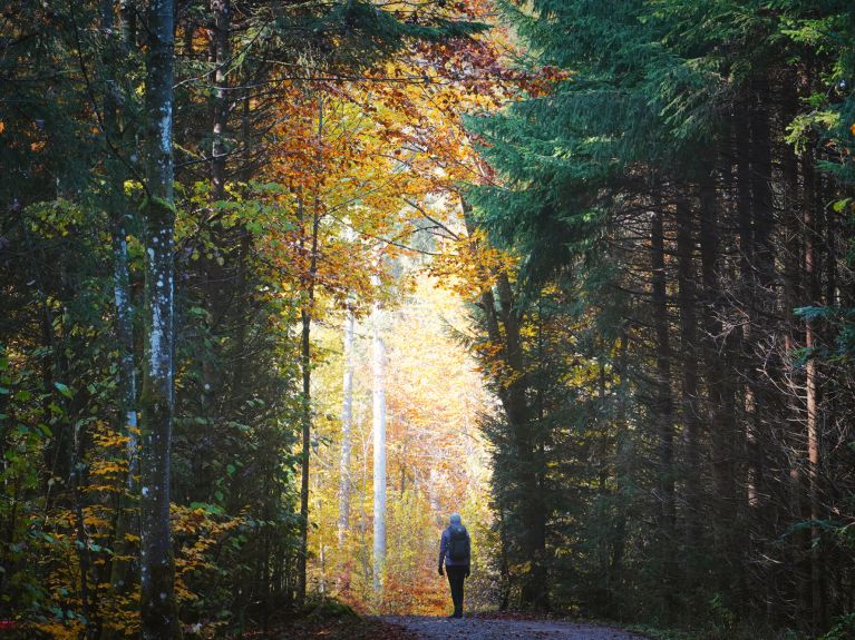 Grüne Lunge: Wälder und Parks verbessern die Luft. Grüne Lunge: Wälder und Parks verbessern die Luft.
