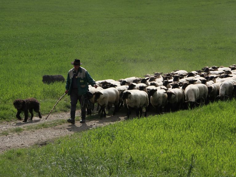 Schäfer mit Rhönschafen – zu erkennen an ihren schwarzen Köpfen. Schäfer mit Rhönschafen – zu erkennen an ihren schwarzen Köpfen.