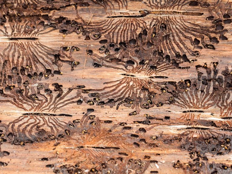 触目惊心：树皮甲虫蛀穿树木
